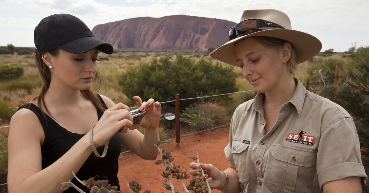 A guide showing a desert plant to a walker in a cap, Uluru behind them
