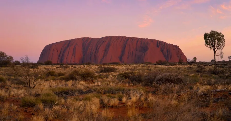 Uluru glowing deep red under a pink evening sky, spinifex and a lone desert oak in front
